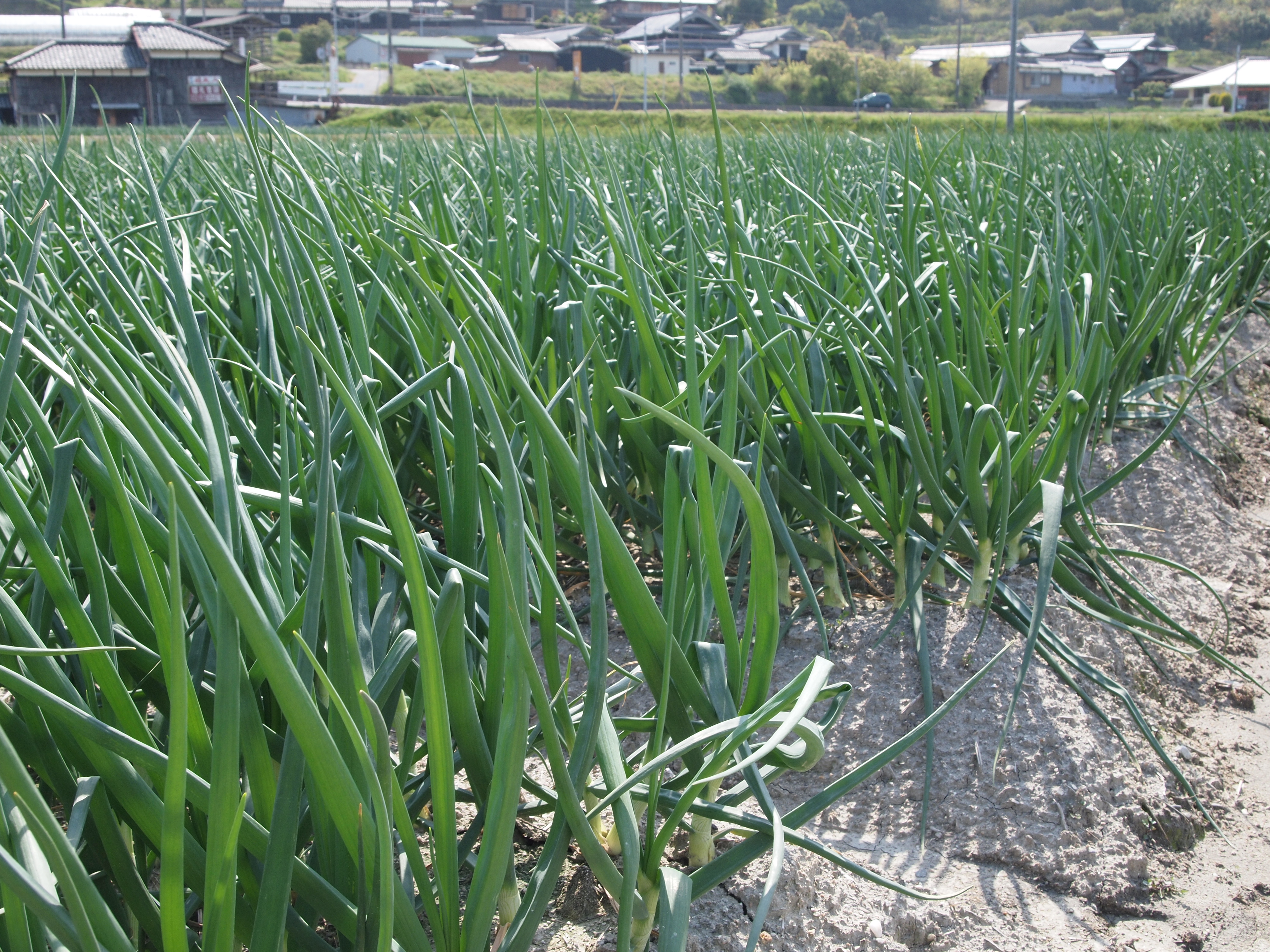 P4300872.JPG 4032×3024 6033K