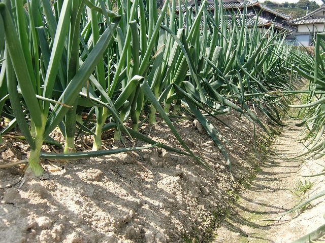 CIMG2945.jpg 640×480 190K